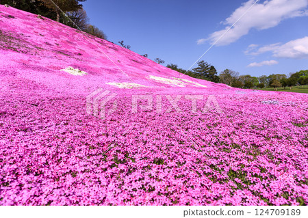 Engaru Park in Engaru Town, Hokkaido, where the sweet scent of moss pinks hangs in the air [May] 124709189