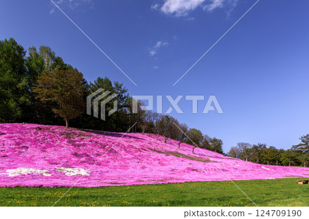 Engaru Park in Engaru Town, Hokkaido, where the sweet scent of moss pinks hangs in the air [May] 124709190