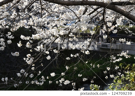 Cherry blossoms blooming along the river full bloom Cherry blossoms blooming along the river full bloom 124709239