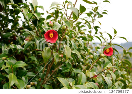 山茶花 山茶花 124709377
