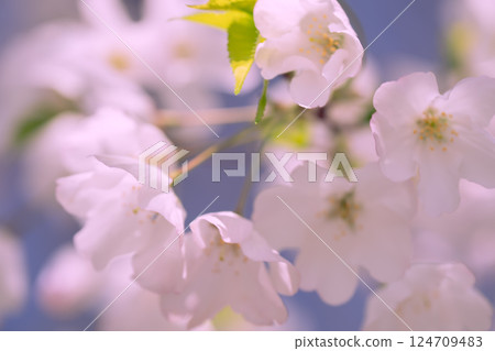 Beautiful cherry blossoms and brown-eared bulbuls at Arisugawa Memorial Park in 2025 Beautiful cherry blossoms and brown-eared bulbuls at Arisugawa Memorial Park in 2025 124709483