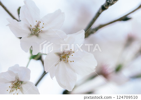 Beautiful cherry blossoms and brown-eared bulbuls at Arisugawa Memorial Park in 2025 Beautiful cherry blossoms and brown-eared bulbuls at Arisugawa Memorial Park in 2025 124709510