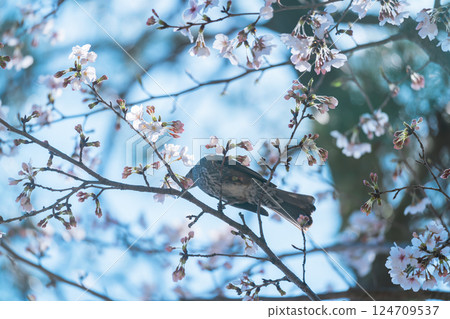 Beautiful cherry blossoms and brown-eared bulbuls at Arisugawa Memorial Park in 2025 Beautiful cherry blossoms and brown-eared bulbuls at Arisugawa Memorial Park in 2025 124709537
