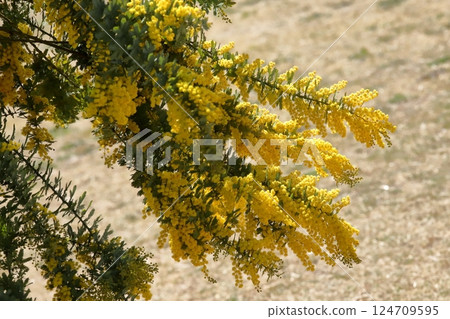 Mimosa in the park 124709595