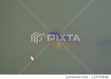 兵庫縣、明石縣、明石城護城河鯉魚(大和鄉鯉魚)(晚春) 兵庫縣、明石縣、明石城護城河鯉魚(大和鄉鯉魚)(晚春) 124709688