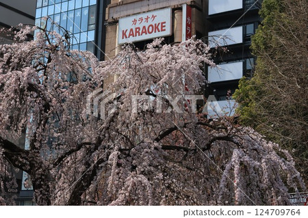 上野公園的垂枝櫻花 上野公園的垂枝櫻花 124709764