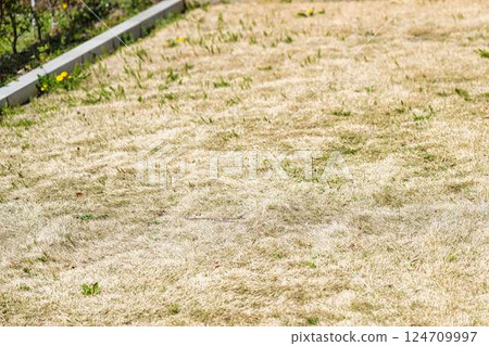Weeds on the lawn Weeds on the lawn 124709997