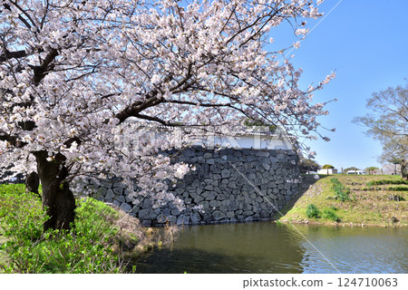Cherry blossoms blooming at Fukuoka Castle, Shimonohashi-gomon Gate, Shiomi Tower, Maizuru Park Cherry blossoms blooming at Fukuoka Castle, Shimonohashi-gomon Gate, Shiomi Tower, Maizuru Park 124710063