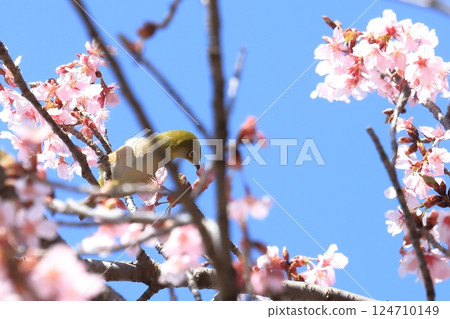 寒櫻與吸食花蜜的繡眼鳥 寒櫻與吸食花蜜的繡眼鳥 124710149