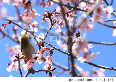 寒櫻與吸食花蜜的繡眼鳥 寒櫻與吸食花蜜的繡眼鳥 124710151