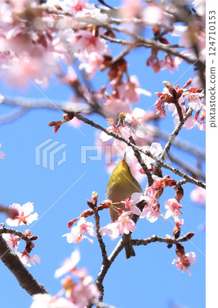 Kanzakura and a Japanese white-eye sucking nectar Kanzakura and a Japanese white-eye sucking nectar 124710153