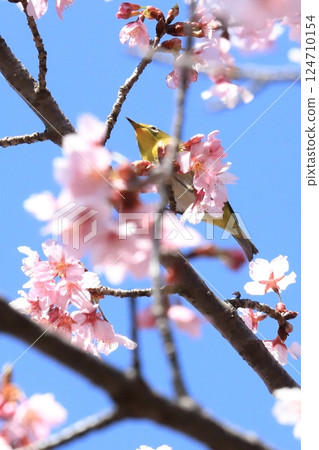 寒櫻與吸食花蜜的繡眼鳥 124710154