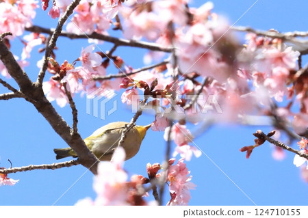 寒櫻與吸食花蜜的繡眼鳥 寒櫻與吸食花蜜的繡眼鳥 124710155