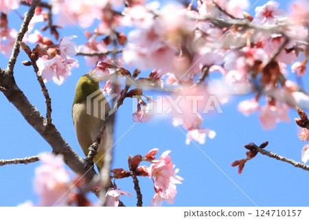 寒櫻與吸食花蜜的繡眼鳥 124710157