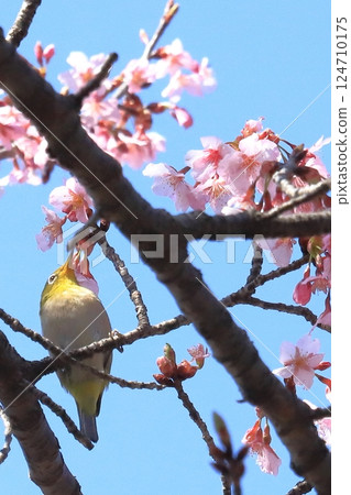 寒櫻與吸食花蜜的繡眼鳥 寒櫻與吸食花蜜的繡眼鳥 124710175