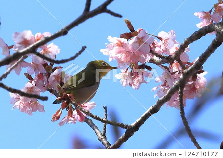 寒櫻與吸食花蜜的繡眼鳥 寒櫻與吸食花蜜的繡眼鳥 124710177