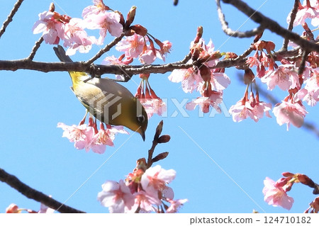 寒櫻與吸食花蜜的繡眼鳥 寒櫻與吸食花蜜的繡眼鳥 124710182