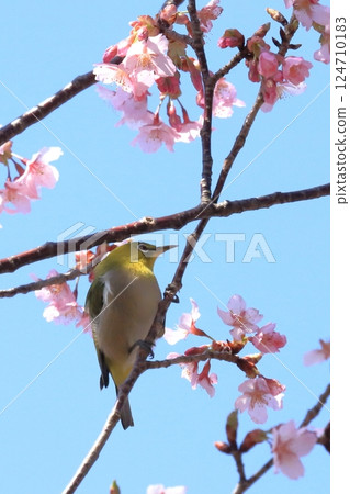 寒櫻與吸食花蜜的繡眼鳥 寒櫻與吸食花蜜的繡眼鳥 124710183