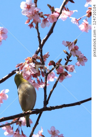 寒櫻與吸食花蜜的繡眼鳥 寒櫻與吸食花蜜的繡眼鳥 124710184