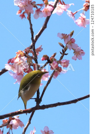 寒櫻與吸食花蜜的繡眼鳥 124710185
