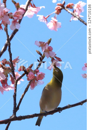 寒櫻與吸食花蜜的繡眼鳥 寒櫻與吸食花蜜的繡眼鳥 124710186