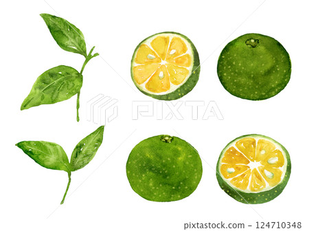 Shikuwasa 和葉子手繪水彩插圖 Shikuwasa 和葉子手繪水彩插圖 124710348