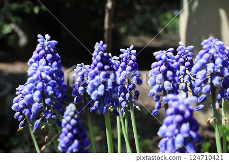 Close-up of Muscari flowers Close-up of Muscari flowers 124710421