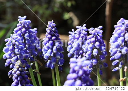 Close-up of Muscari flowers Close-up of Muscari flowers 124710422