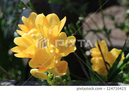 Freesia flowers taken close-up Freesia flowers taken close-up 124710423