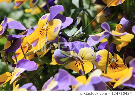 Close-up shot of a viola flower Close-up shot of a viola flower 124710424