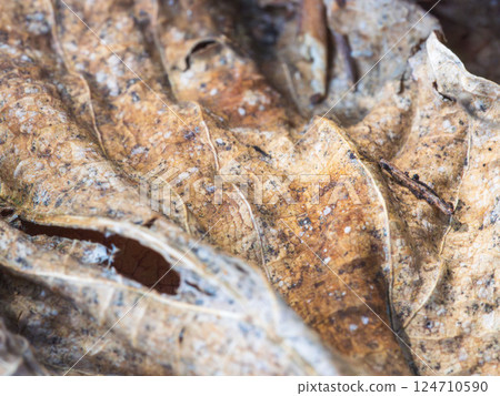 Close-up of dead leaves with holes 40 124710590