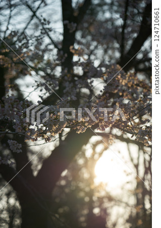 Sakura taking spring sunlight Sakura taking spring sunlight 124710661
