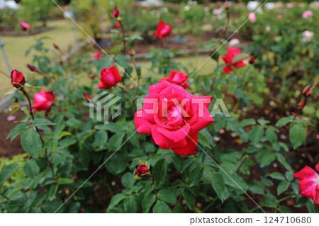Arao City Ominous Citizen Flower Bed Rose Flower, 124710680