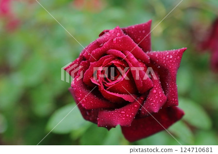 荒尾市少女公民花壇玫瑰花， 124710681