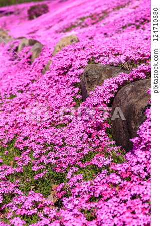 Takinoue Town, Hokkaido - Japan's largest cluster of moss phlox invites you into a dream world at Shibazakura Takinoue Park [May] 124710880
