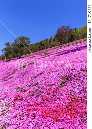 Takinoue Town, Hokkaido - Japan's largest cluster of moss phlox invites you into a dream world at Shibazakura Takinoue Park [May] 124710882