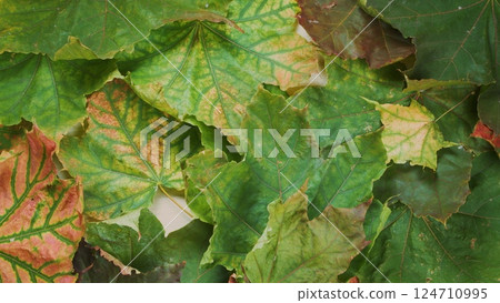 The Bright and Vibrant Green and Rich Brown Leaves are Beautifully Spread on the Ground 124710995