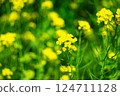 油菜花田裡盛開的油菜花 124711128