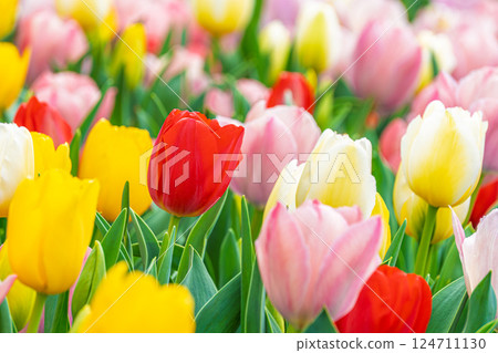  Colorful tulips 124711130