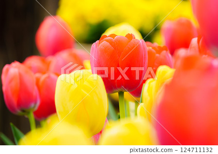 紅色和黃色鬱金香花 紅色和黃色鬱金香花 124711132