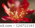 Rebutia minuscula cactus flower close up shot 124711143