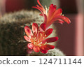 Rebutia minuscula cactus flower close up shot 124711144