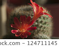 Rebutia minuscula cactus flower close up shot 124711145