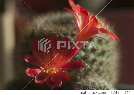 Rebutia minuscula cactus flower close up shot 124711145