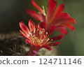Rebutia minuscula cactus flower close up shot 124711146