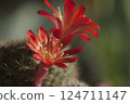 Rebutia minuscula cactus flower close up shot 124711147