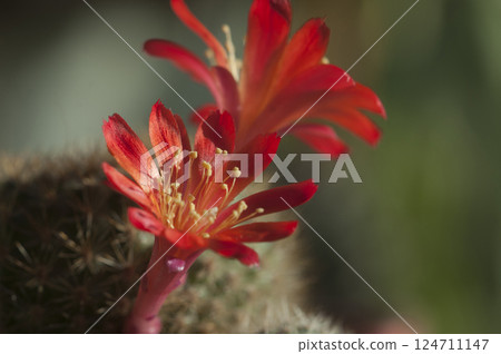 Rebutia minuscula cactus flower close up shot Rebutia minuscula cactus flower close up shot 124711147