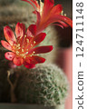 Rebutia minuscula cactus flower close up shot 124711148