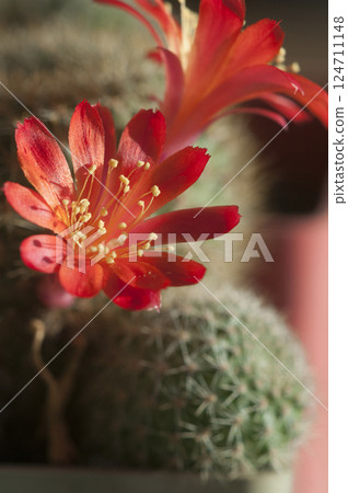 Rebutia minuscula cactus flower close up shot 124711148