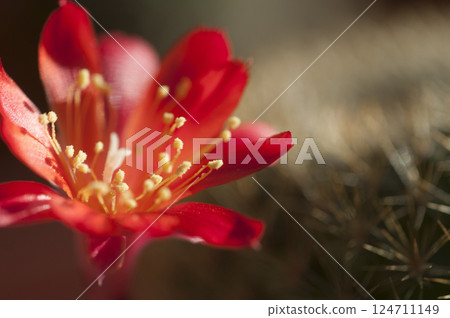 Rebutia minuscula cactus flower close up shot 124711149
